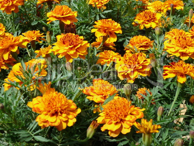 yellow flowers on flowerbed