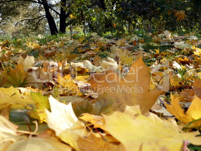 yellow maple carpet