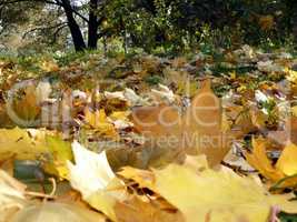 yellow maple carpet