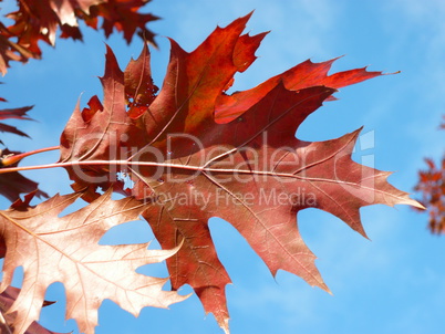 red maple