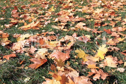 yellow maple leafs