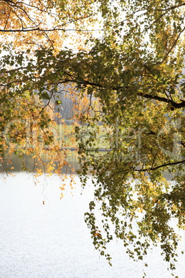 birch at autumn