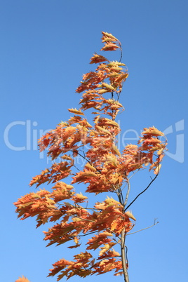 red oak leafs at autumn