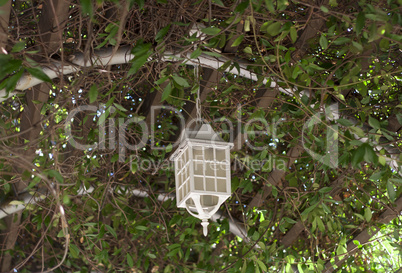 Lamp on the tree summer veranda overgrown with lanterns leading to the sea Lanterns hanging from tree to decorate