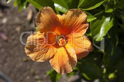 Hibiscus Flower