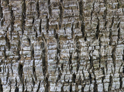 Tree bark texture photo