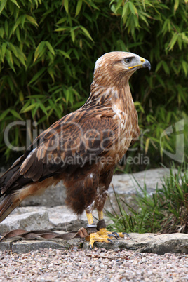 Adlerbussard