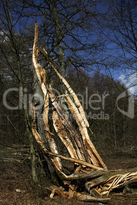 Rotbuche nach einem Sturm