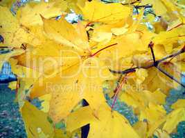 yellow leafs on tree
