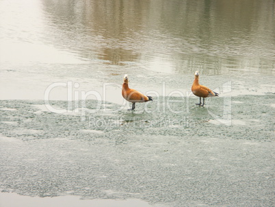 two geese on ice