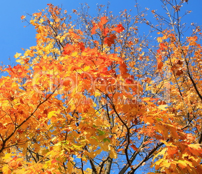 yellow leafs on tree