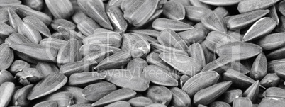 mamy of sunflower seeds