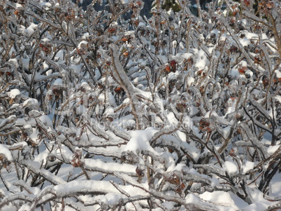 icing on tree