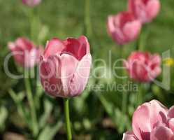 Red Tulip at Spring