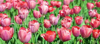 Red Tulip at Spring