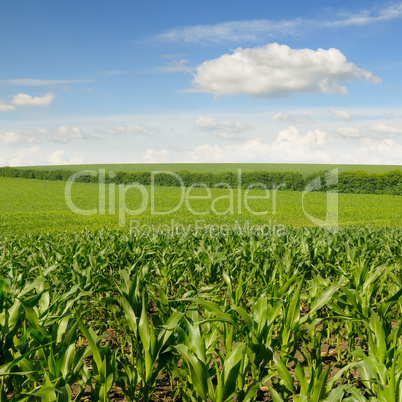 corn field and beautiful sky