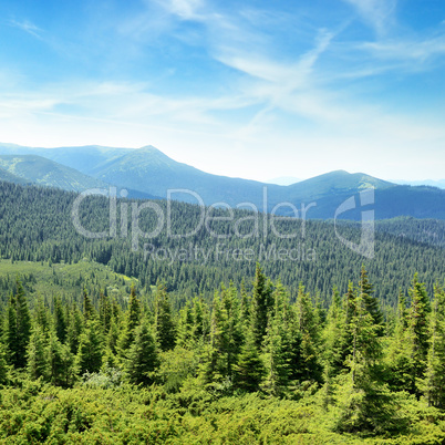 mountains covered trees and blue sky