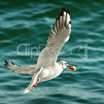 seagull with food in beak