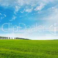 spring meadow and blue sky