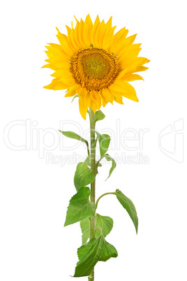 Sunflower isolated on white background