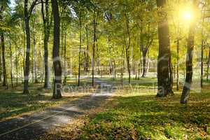 Rays of sun in autumn park