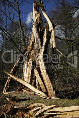 Rotbuche nach einem Sturm