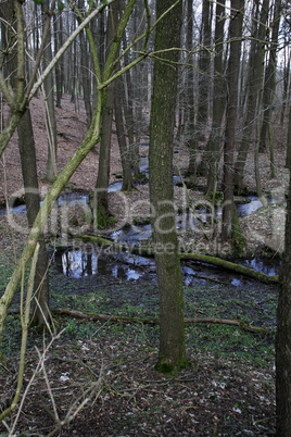 Waldbach im Frühjahr