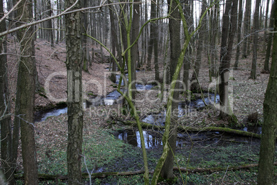 Waldbach im Frühjahr