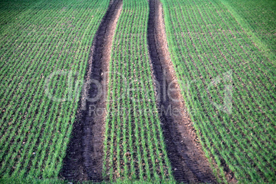 Erstes Grün auf einem Acker