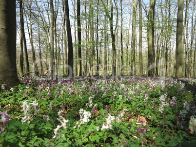 Lerchenspornblüte im Kalletal