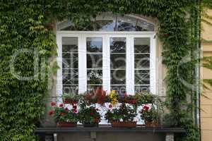 Fenster mit Weinranken und Blumen