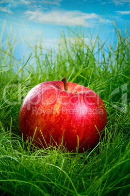 Apple on the grass