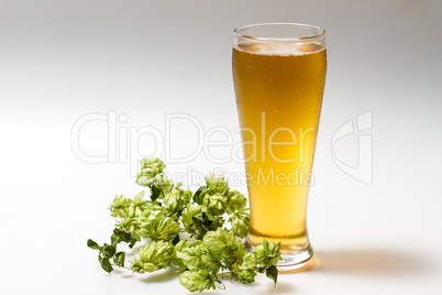 Light beer isolated from white