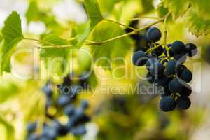 Row of grapes with vine leafs