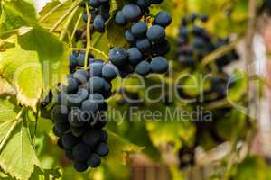 Row of grapes with vine leafs