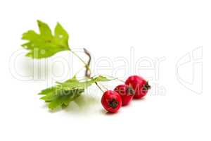 Hawthorn berries isolated