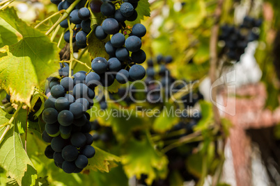 Row of grapes with vine leafs