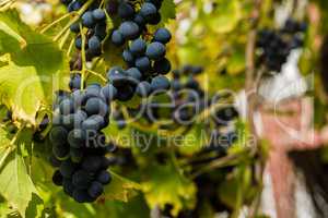 Row of grapes with vine leafs