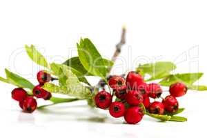 Hawthorn berries isolated