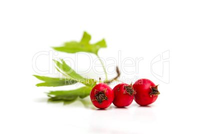Hawthorn berries isolated