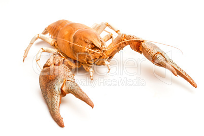 Lobster crab isolated