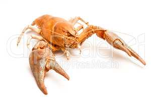 Lobster crab isolated