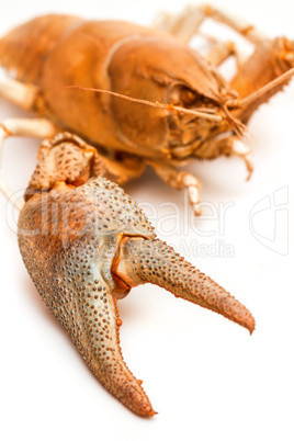 Lobster crab isolated