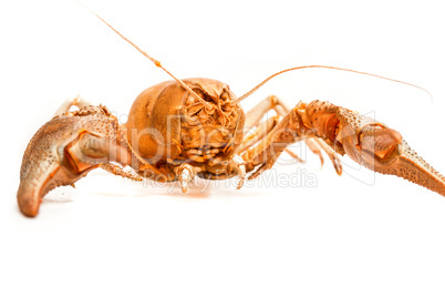 Lobster crab isolated