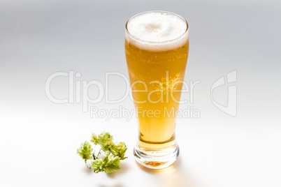 Light beer isolated from white