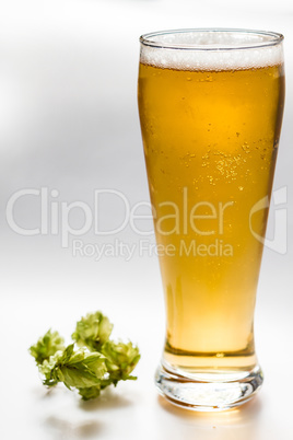 Light beer isolated from white