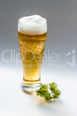 Light beer isolated from white