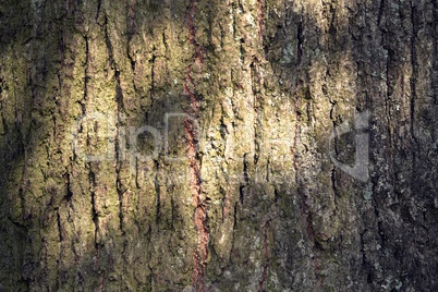 The bark of the Linden