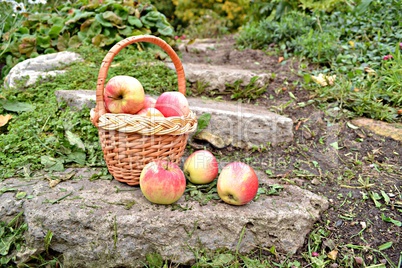 Basket with apples