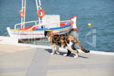 Katze im Hafen von Sitia, Kreta